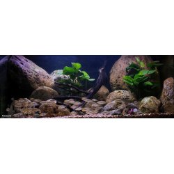 RockZolid River Stone modul F