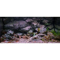 Sumatra 98x58 cm  incl. baggrundsfilter &amp; pumpe