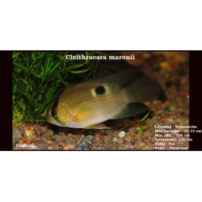 Cleithracara maronii