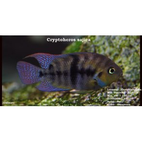 Cryptoheros sajica