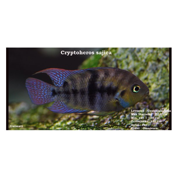 Cryptoheros sajica