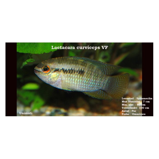 Laetacara curviceps