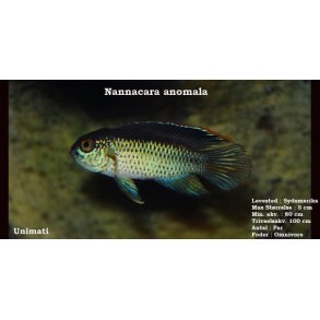 Nannacara anomala