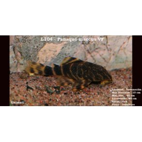 L104 - Panaque maccus VF