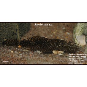 Ancistrus sp.