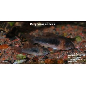 Corydoras aeneus - Kobber pansermalle