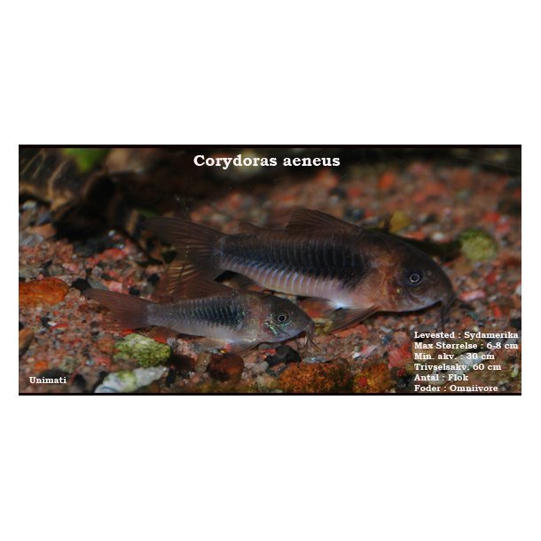 Corydoras aeneus - Kobber pansermalle