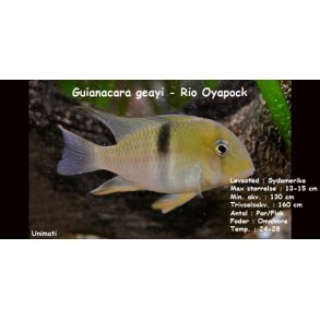 Guianacara geayi - Rio Oyapock