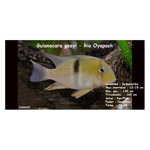 Guianacara geayi - Rio Oyapock