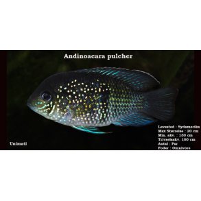 Andinoacara pulcher