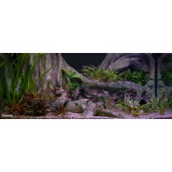 Tropical Forest Tree Trunk 98x48 cm