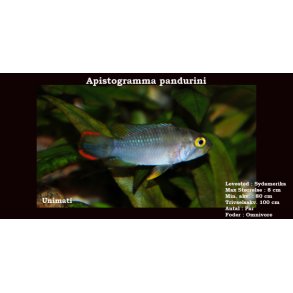 Apistogramma pandurini