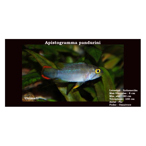 Apistogramma pandurini