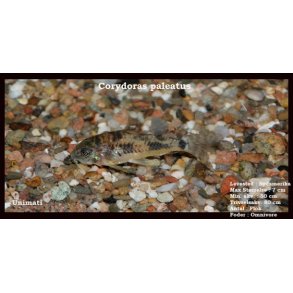Corydoras paleatus - Plettet pansermalle