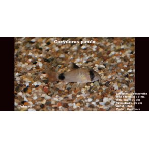 Corydoras panda