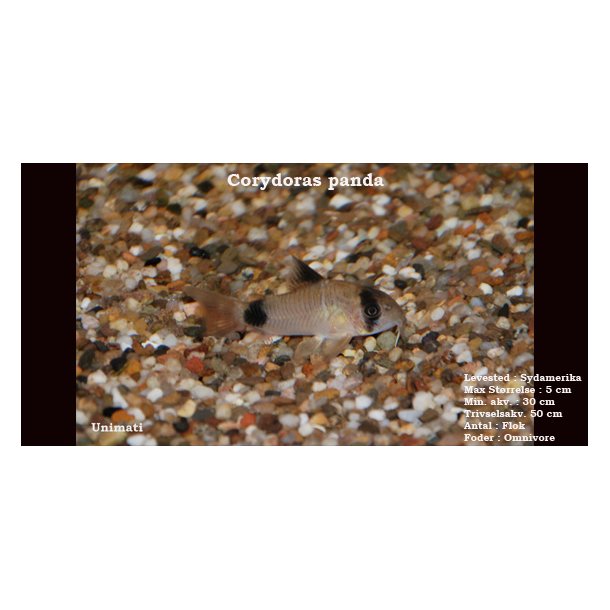 Corydoras panda