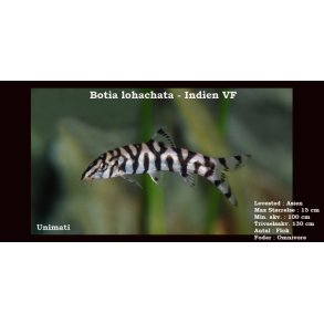 Botia lohachata - Netsmerling