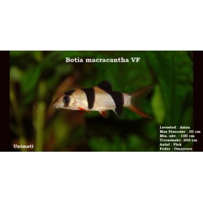 Botia macracantha - Pragtsmerling VF