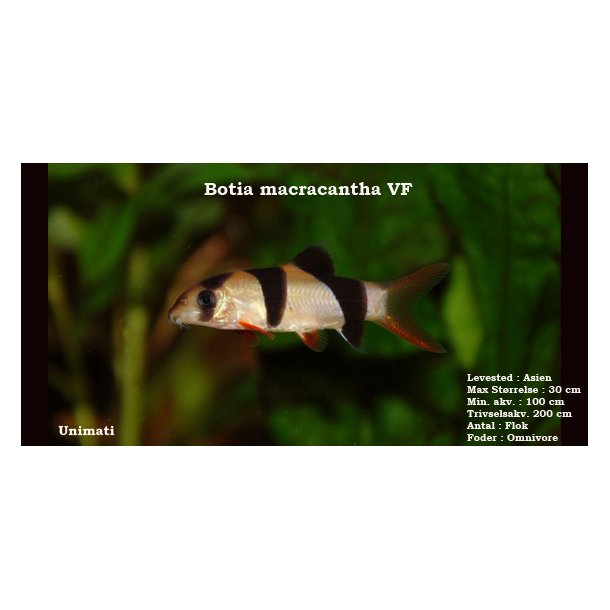 Botia macracantha - Pragtsmerling VF
