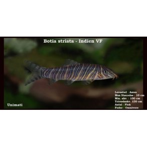 Botia striata - Zebrasmerling