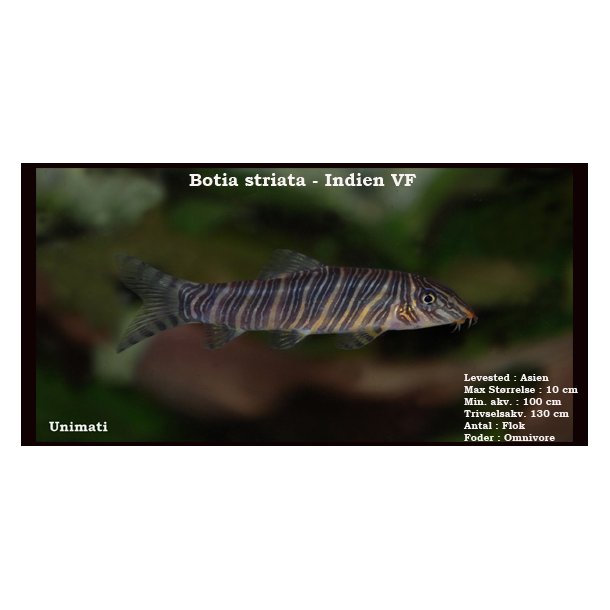 Botia striata - Zebrasmerling