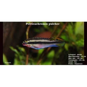 Pelvicachromis pulcher - Kribensis