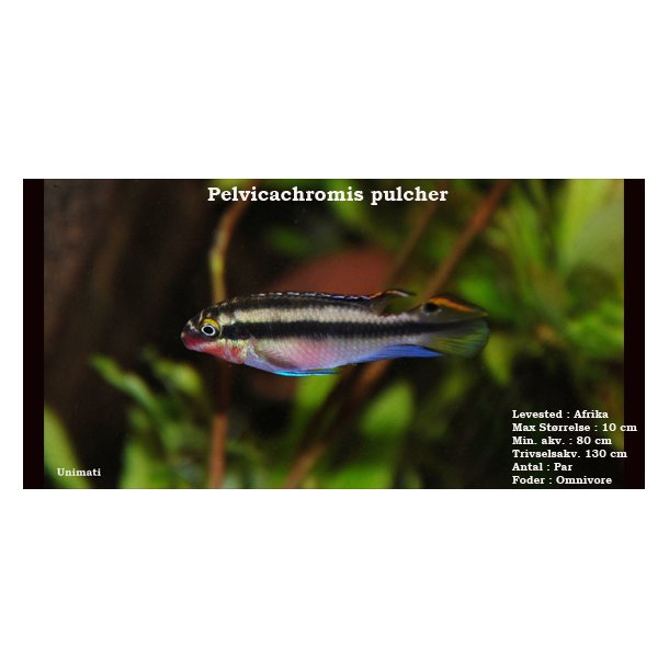 Pelvicachromis pulcher - Kribensis