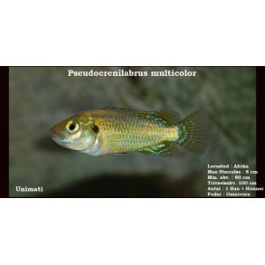 Pseudocrenilabrus multicolor - Lille mundruger