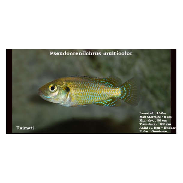 Pseudocrenilabrus multicolor - Lille mundruger