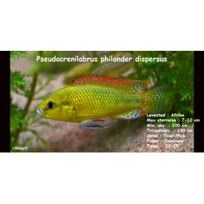 Pseudocrenilabrus philander dispersus