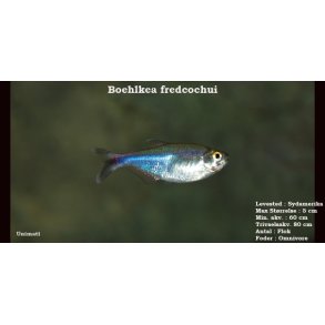 Boehlkea fredcochui - Bl� tetra