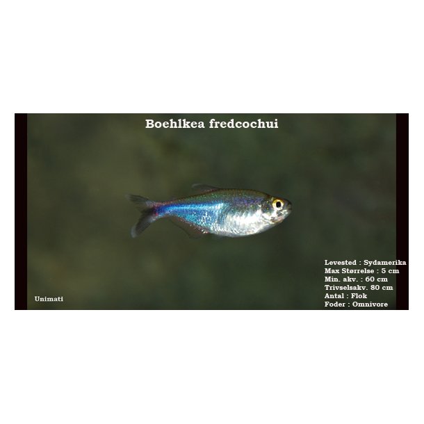 Boehlkea fredcochui - Bl tetra