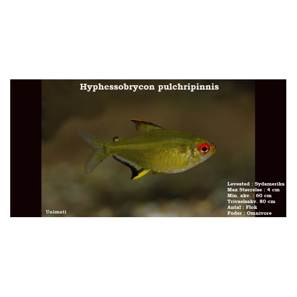 Hyphessobrycon pulchripinnis - Citrontetra