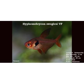 Hyphessobrycon sweglesi - Rd fantomtetra