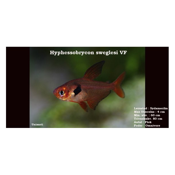 Hyphessobrycon sweglesi - Rd fantomtetra