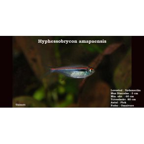 Hyphessobrycon amapaensis