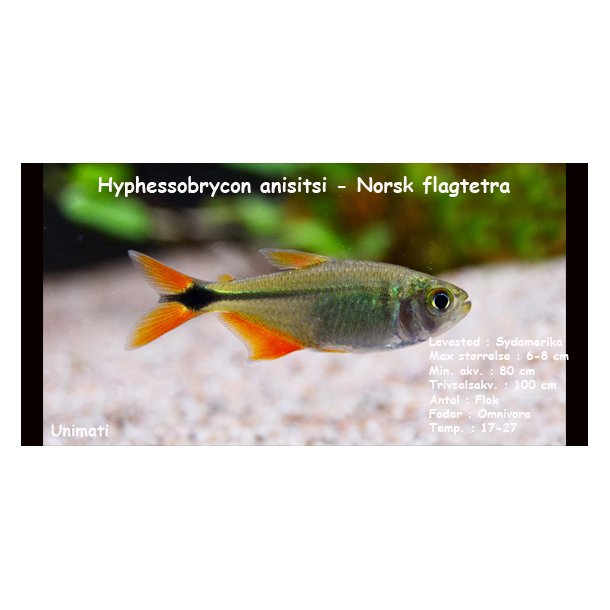 Hyphessobrycon anisitsi - Norsk flagtetra