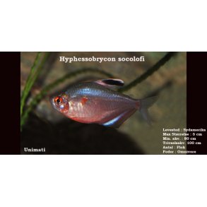Hyphessobrycon socolofi -Mindre bldende hjerte VF