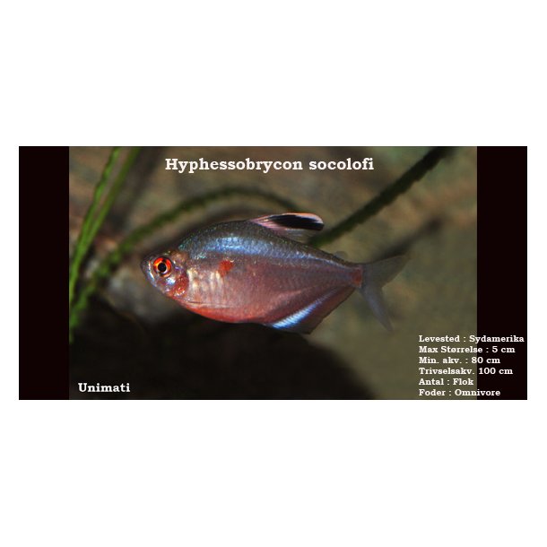 Hyphessobrycon socolofi -Mindre bldende hjerte VF