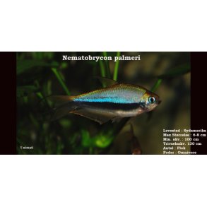 Nematobrycon palmeri - Kejsertetra