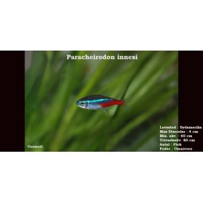 Paracheirodon innesi - Almindelig neon - DK Opdr�t
