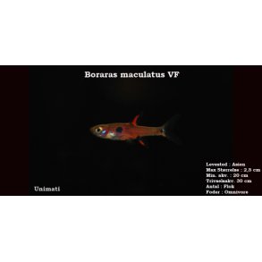 Boraras maculatus VF - Dvrg rasbora