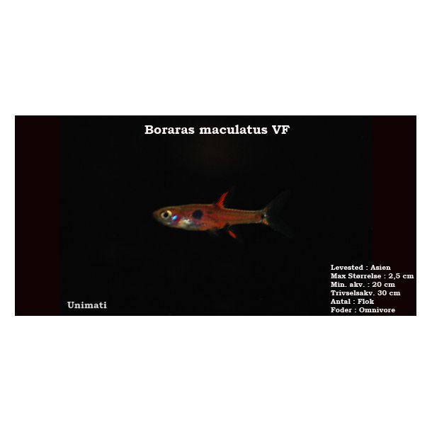 Boraras maculatus VF - Dvrg rasbora