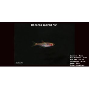 Boraras merah VF