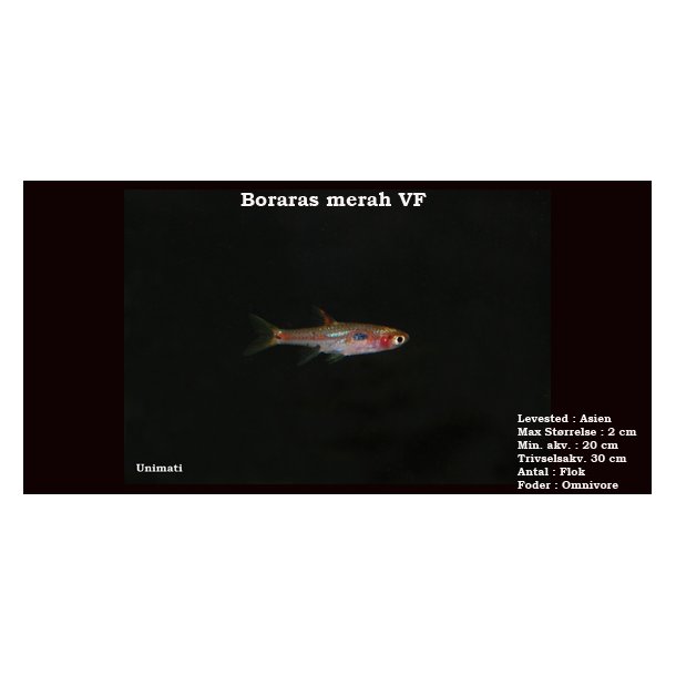 Boraras merah VF