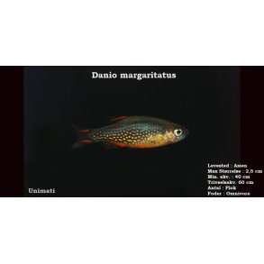 Danio margaritatus - Galaxy rasbora - Dansk opdrt