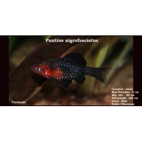 Puntius nigrofasciatus - Purpurbarbe
