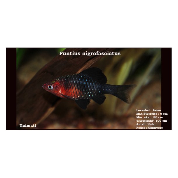 Puntius nigrofasciatus - Purpurbarbe
