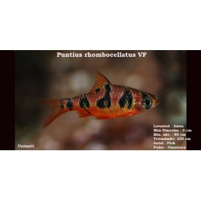 Puntius rhombocellatus