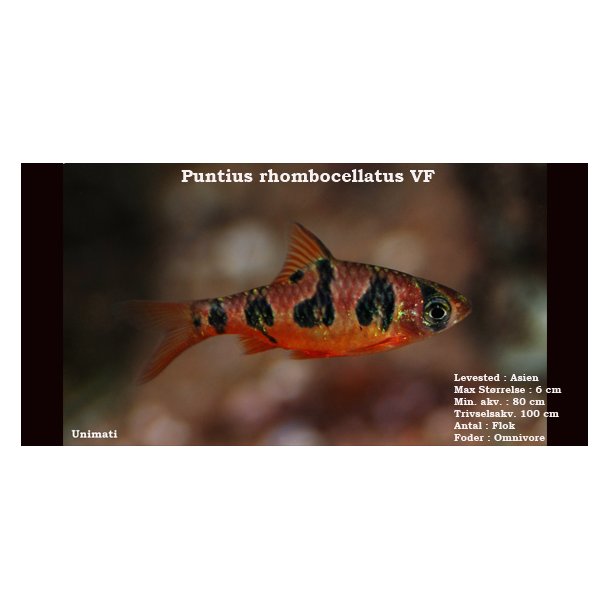 Puntius rhombocellatus